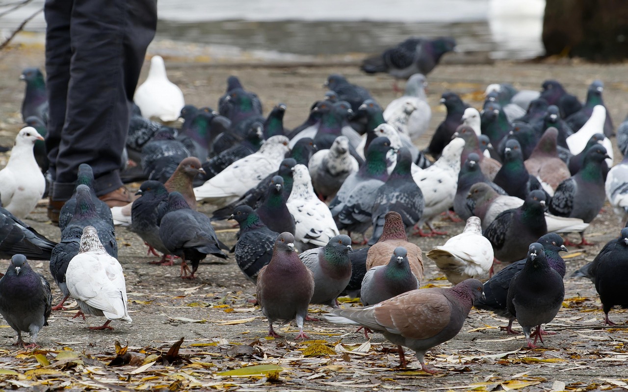 Piccione sul prato con colori vivaci in un giardino, dimostrando il trucco per allontanarli.