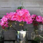 Gerani colorati in fioritura, simbolo di un giardino estivo rigoglioso e ben curato.