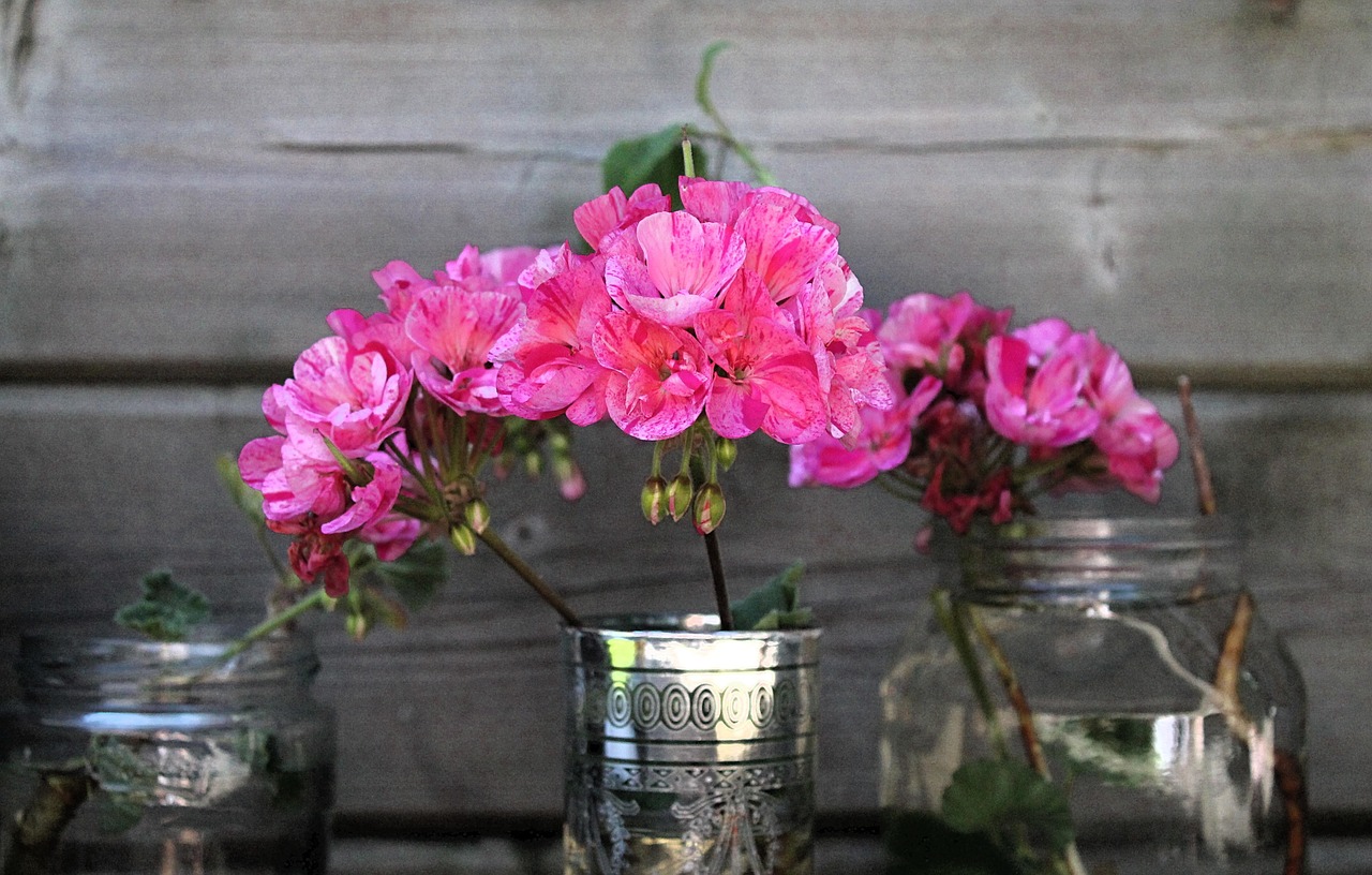 Gerani colorati in fioritura, simbolo di un giardino estivo rigoglioso e ben curato.