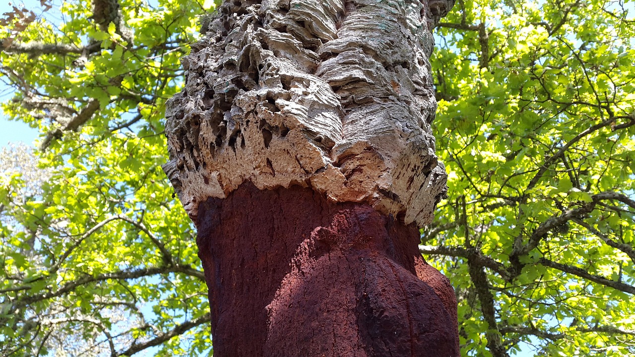 Corteccia di sughero estratta da un albero in Gallura, evidenziando la tecnica sostenibile.
