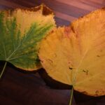 Piante con foglie ingiallite, rimedi naturali e pratici per il loro recupero.