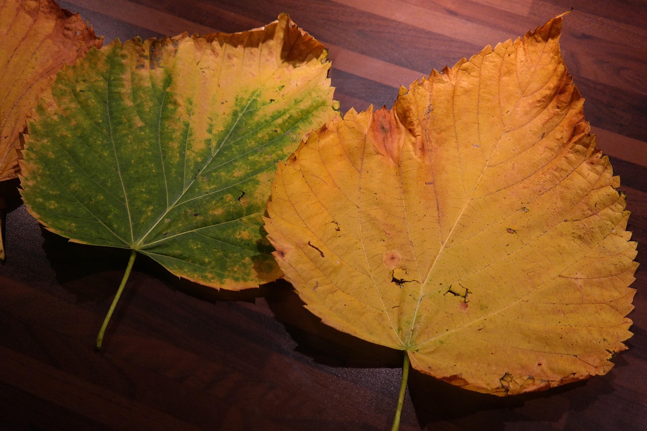 Piante con foglie ingiallite, rimedi naturali e pratici per il loro recupero.
