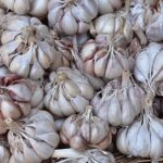 Aglio fresco coltivato in un orto, con foglie verdi e bulbi visibili nel terreno.