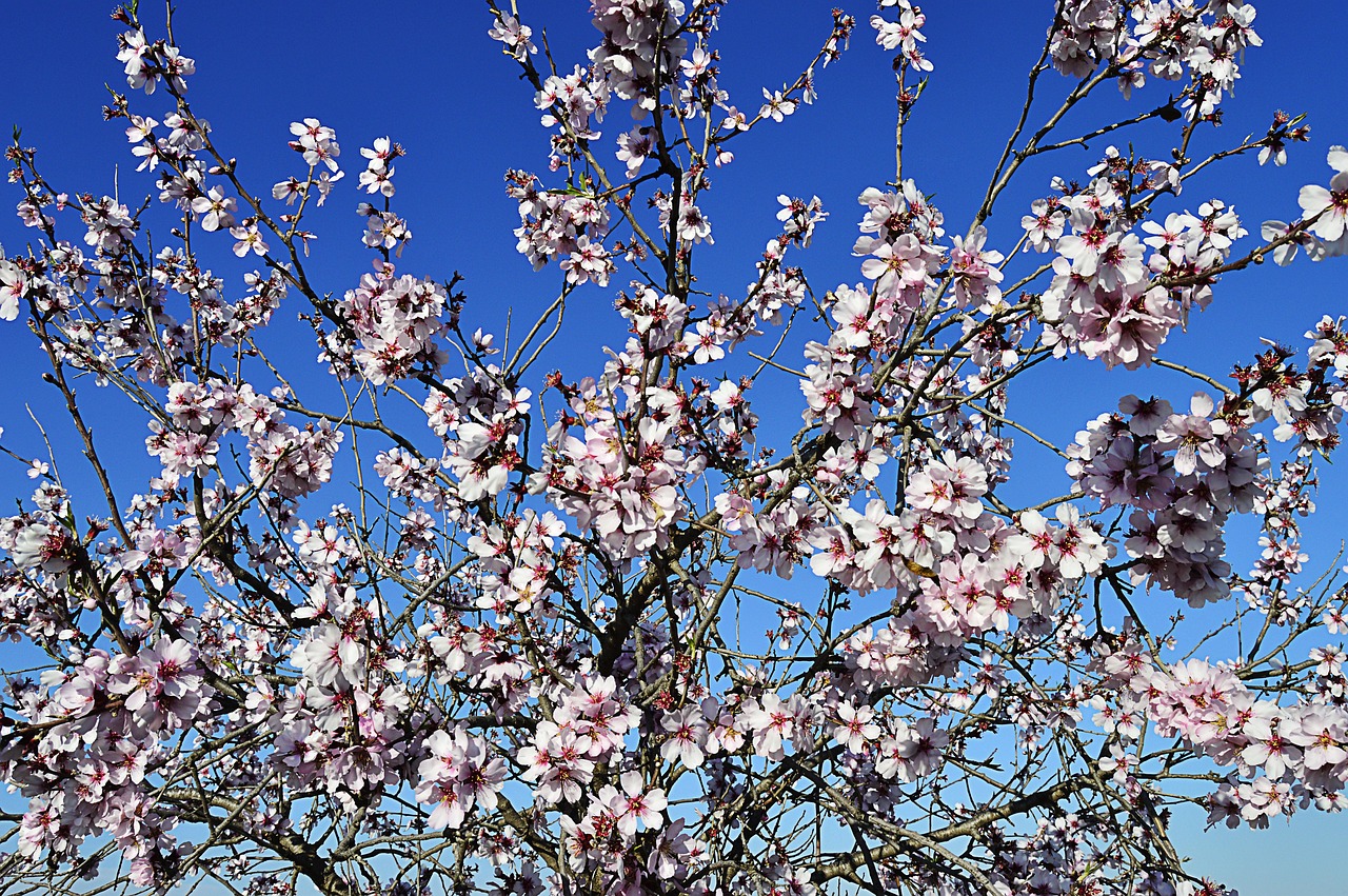 Mandorli in fiore in Sicilia con cielo sereno e temperatura di 20 gradi a febbraio.