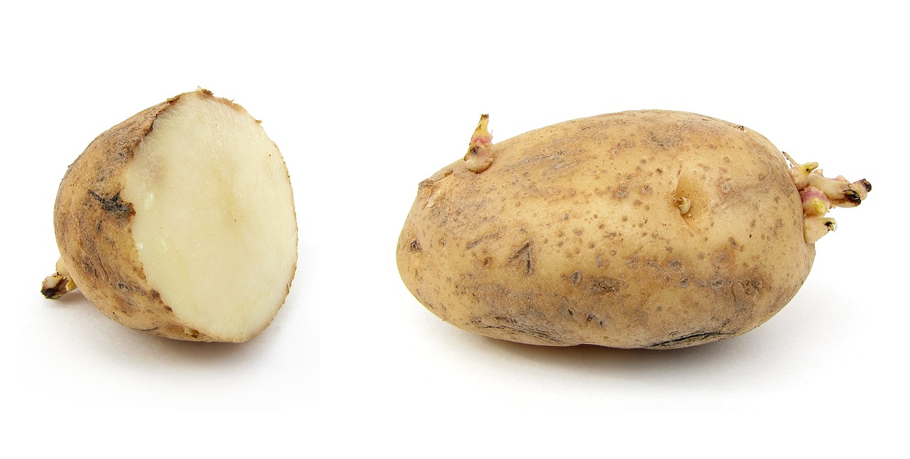 Patate mature con buccia dorata e lucente, pronte per essere raccolte.
