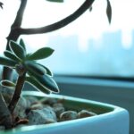 Piante grasse protette da correnti d'aria e umidità in un ambiente invernale.