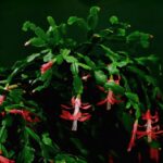 Cactus di Natale fiorito con fiori rossi e verdi su sfondo naturale.