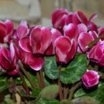 Ciclamino in inverno, sano e fiorito, senza innaffiature eccessive.
