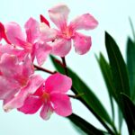 Oleandro in vaso con acqua, evidenziando il rischio di avvelenamento e errori di irrigazione.