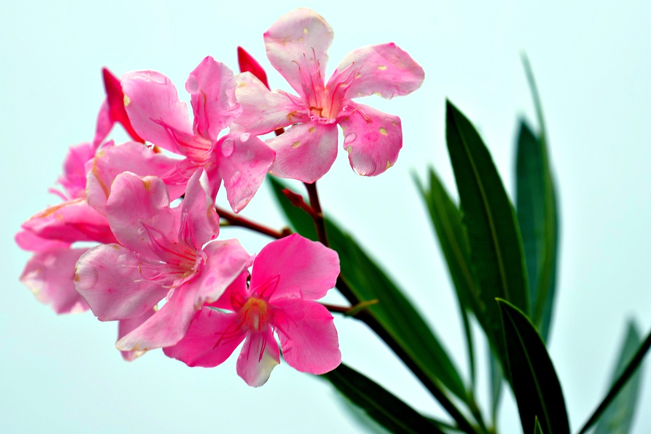 Oleandro in vaso con acqua, evidenziando il rischio di avvelenamento e errori di irrigazione.
