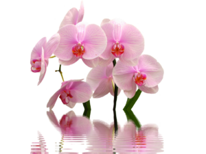 Giardiniere mostra la tecnica innovativa per innaffiare orchidee con un annaffiatoio.