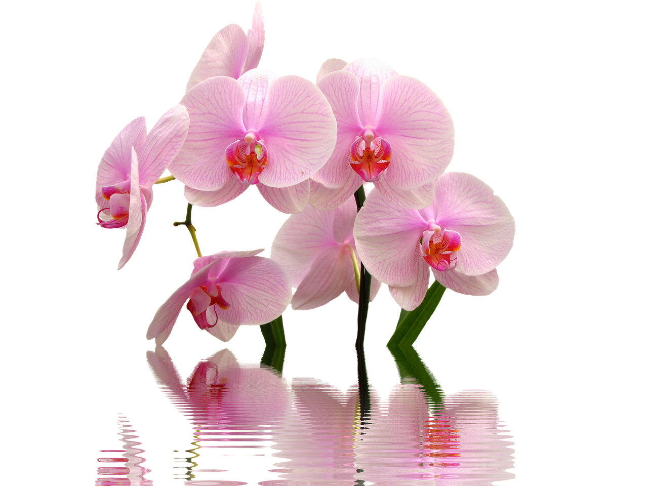 Giardiniere mostra la tecnica innovativa per innaffiare orchidee con un annaffiatoio.