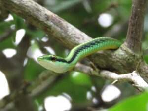 Serpente trovato in giardino, con dettagli sul suo habitat e comportamento.