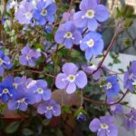 Balcone fiorito con piante colorate, ideale per ogni stagione, piantate ad aprile.
