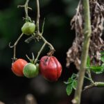 Pomodori in un orto, evidenziando errore comune che ne ostacola la crescita.