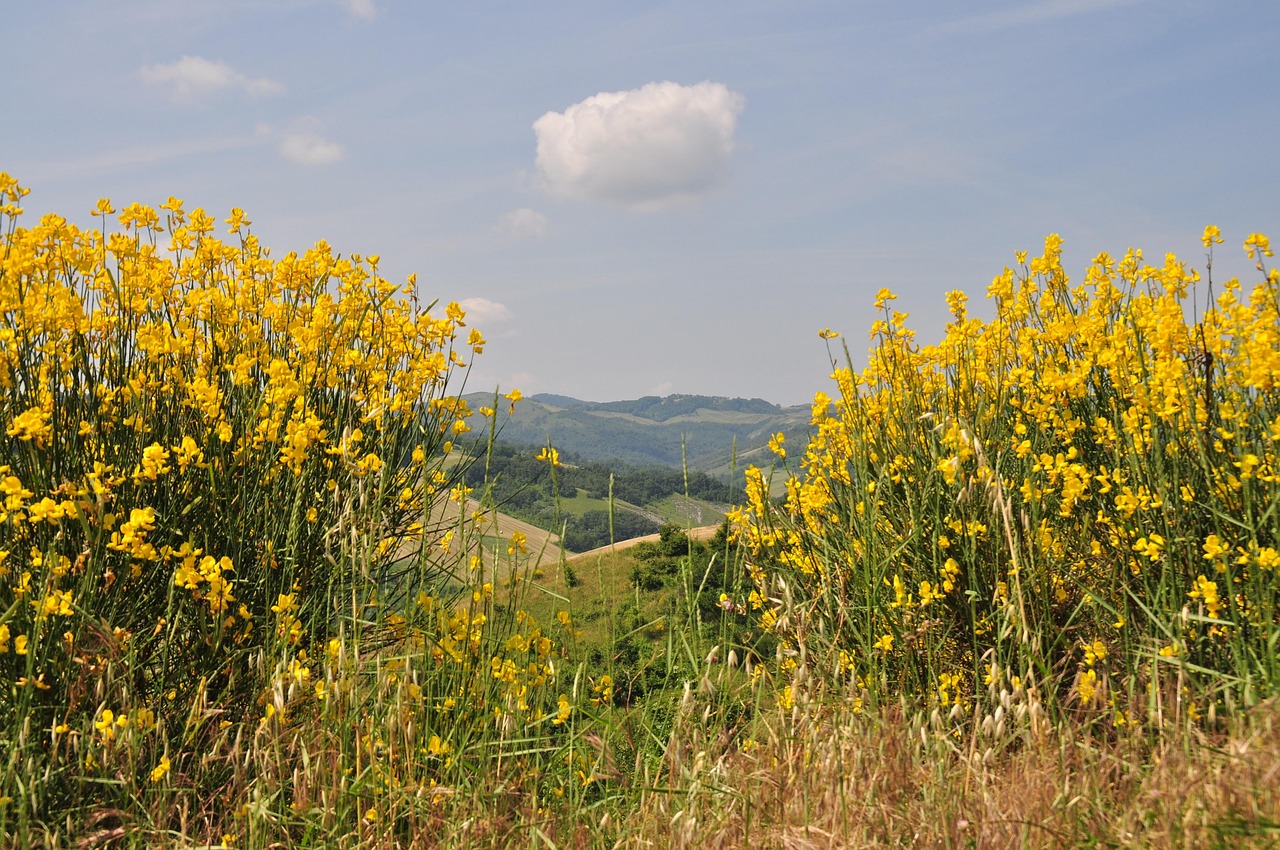 Fiori colorati in un campo toscano durante la primavera, circondati da un paesaggio verde e soleggiato.