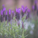 Campo di lavanda in fiore, con piante verdi e fiori viola, evidenziando la bellezza della natura.