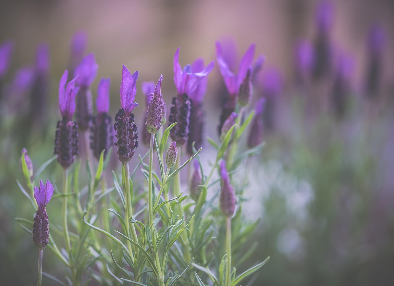 Campo di lavanda in fiore, con piante verdi e fiori viola, evidenziando la bellezza della natura.