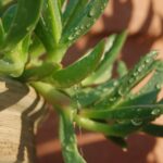 Albero di giada con foglie verdi e rigogliose, innaffiato secondo il metodo infallibile descritto nell'articolo.