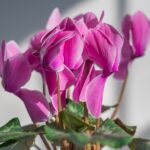 Ciclamino in fiore, simbolo di bellezza e cura per una fioritura duratura.