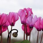 Ciclamino in fiore con annaffiatura corretta durante l'inverno.
