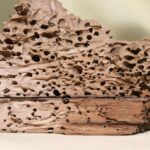 Tarli e insetti del legno su un pezzo di legno, evidenziando il danno e la necessità di intervento.