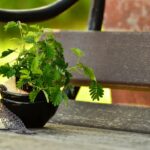 Pianta magica nel giardino, simbolo di protezione per l'orto dei contadini.