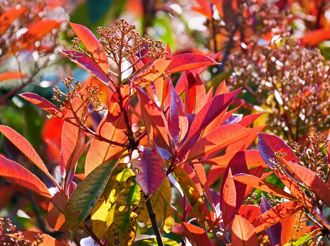 Siepe di Fotinia Red Robin con foglie rosse brillanti in un giardino soleggiato.