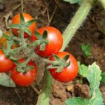 Pomodori freschi e maturi raccolti da un orto con foglie verdi circostanti.