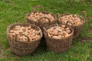 Piantare patate: mani che interrano tuberi in un terreno fertile.