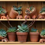 Piante grasse ben posizionate in un ambiente luminoso per una crescita sana e rigogliosa.