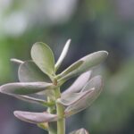 Albero di giada sano e rigoglioso con foglie verdi, innaffiato correttamente.