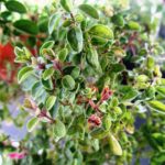 Piante verdi in un giardino con terreno arricchito di bicarbonato, mostrando crescita sana e rigogliosa.