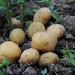 Patate seminati in un vaso, circondati da terra fertile e germogli verdi in crescita.