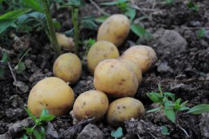Patate seminati in un vaso, circondati da terra fertile e germogli verdi in crescita.