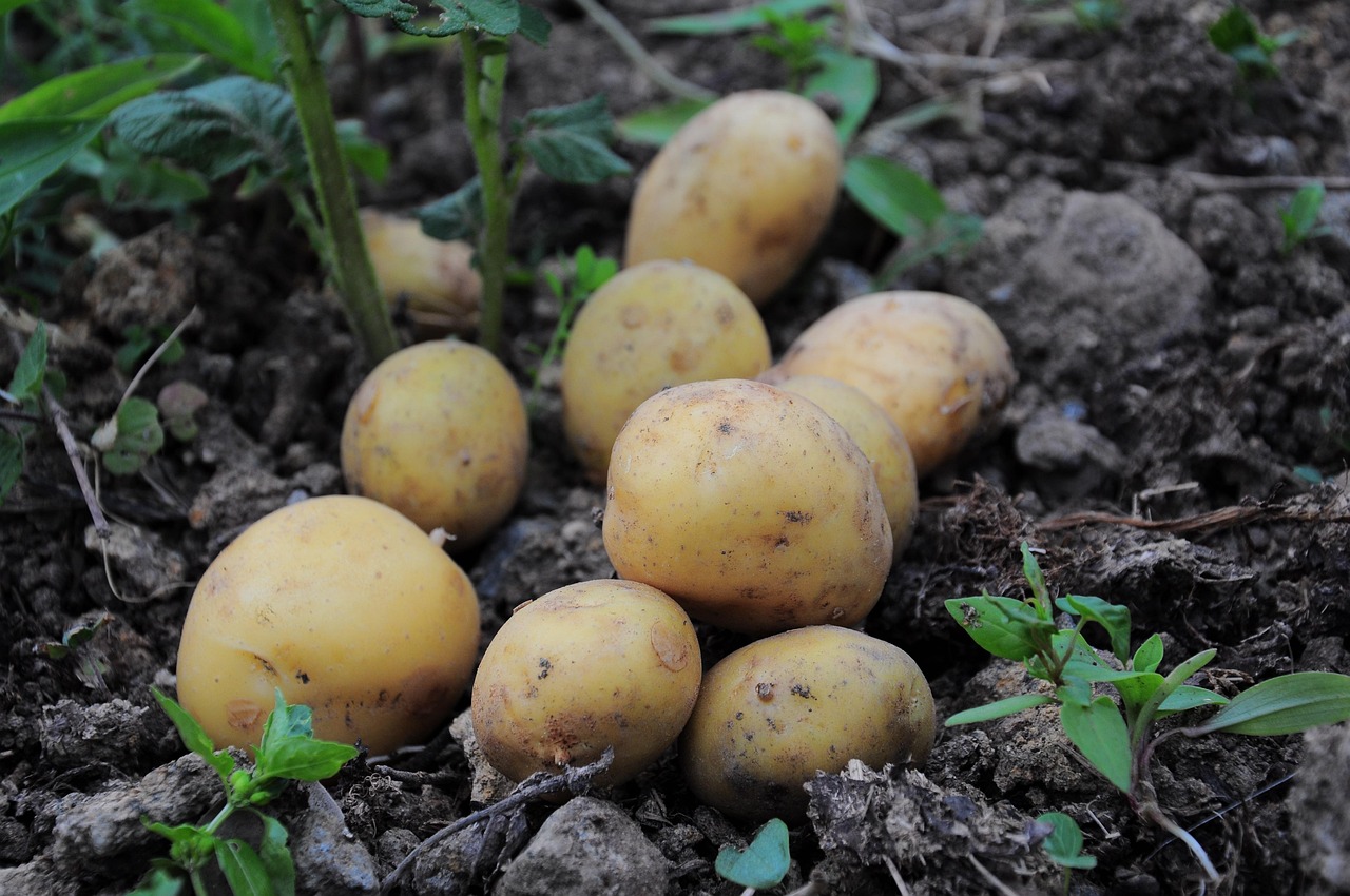 Patate seminati in un vaso, circondati da terra fertile e germogli verdi in crescita.