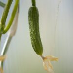 Cetrioli in crescita nel giardino, con attenzione a tecniche di coltivazione corrette.