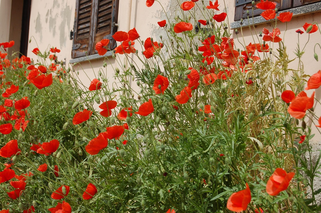 Giardino segreto in Toscana con fiori che sbocciano al tramonto, immerso nella luce dorata.