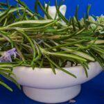 Ramo di rosmarino tagliato in modo errato, mostrando i danni alle foglie e alla pianta.