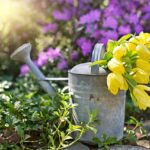 Bulbi di tulipano immersi in acqua calda prima della piantagione per colori brillanti.