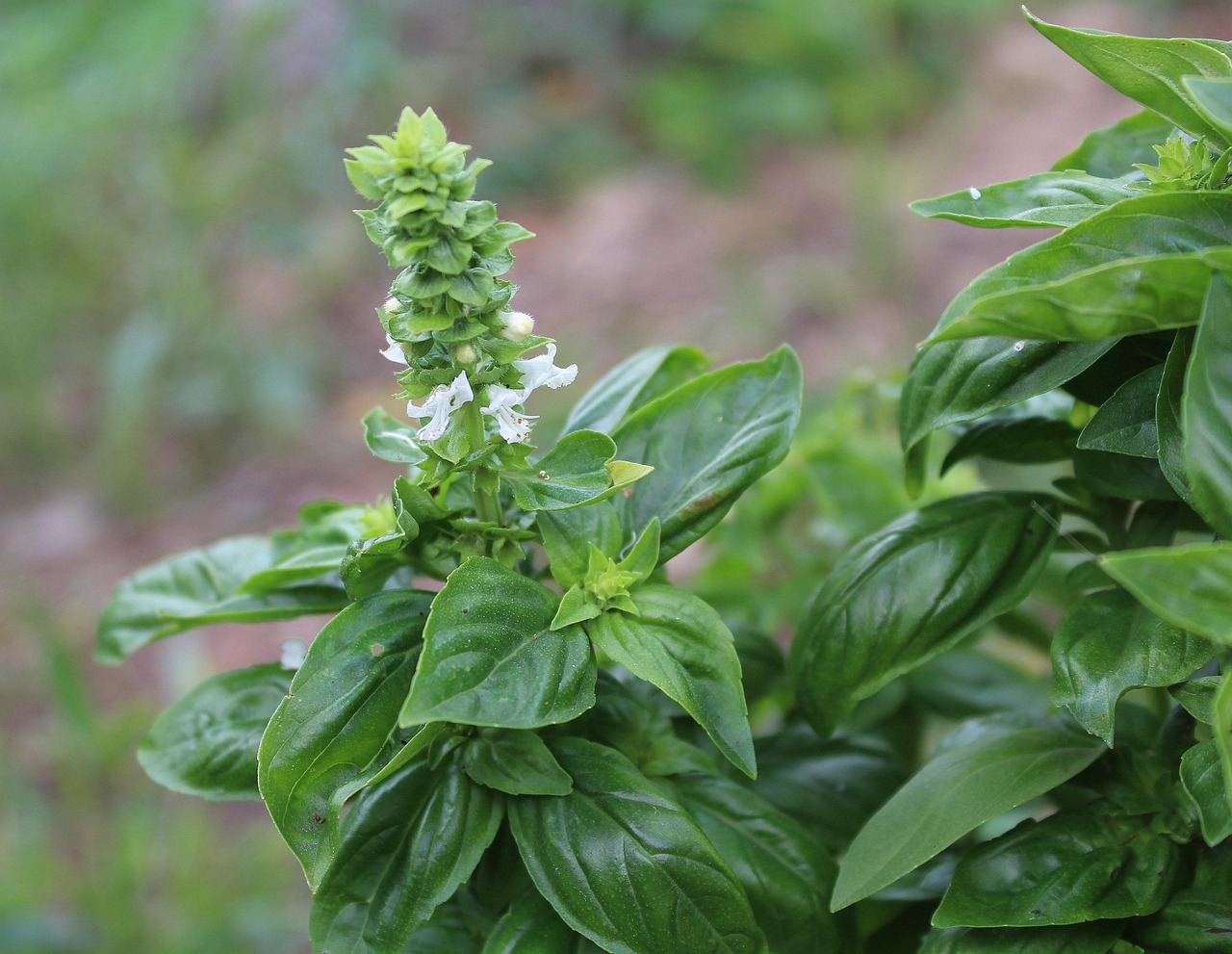 Basilico verde rigoglioso in vaso, con fiori appena sbocciati. Trucco per ritardarne la fioritura.