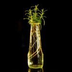 Rametto di rosmarino in vaso, pronto per la propagazione.