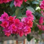 Bougainvillea con foglie ingiallite, evidenziando l'errore di cura da evitare per una crescita sana.
