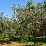 Olive mature pronte per la raccolta, con attrezzi agricoli sullo sfondo.
