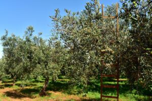 Olive mature pronte per la raccolta, con attrezzi agricoli sullo sfondo.
