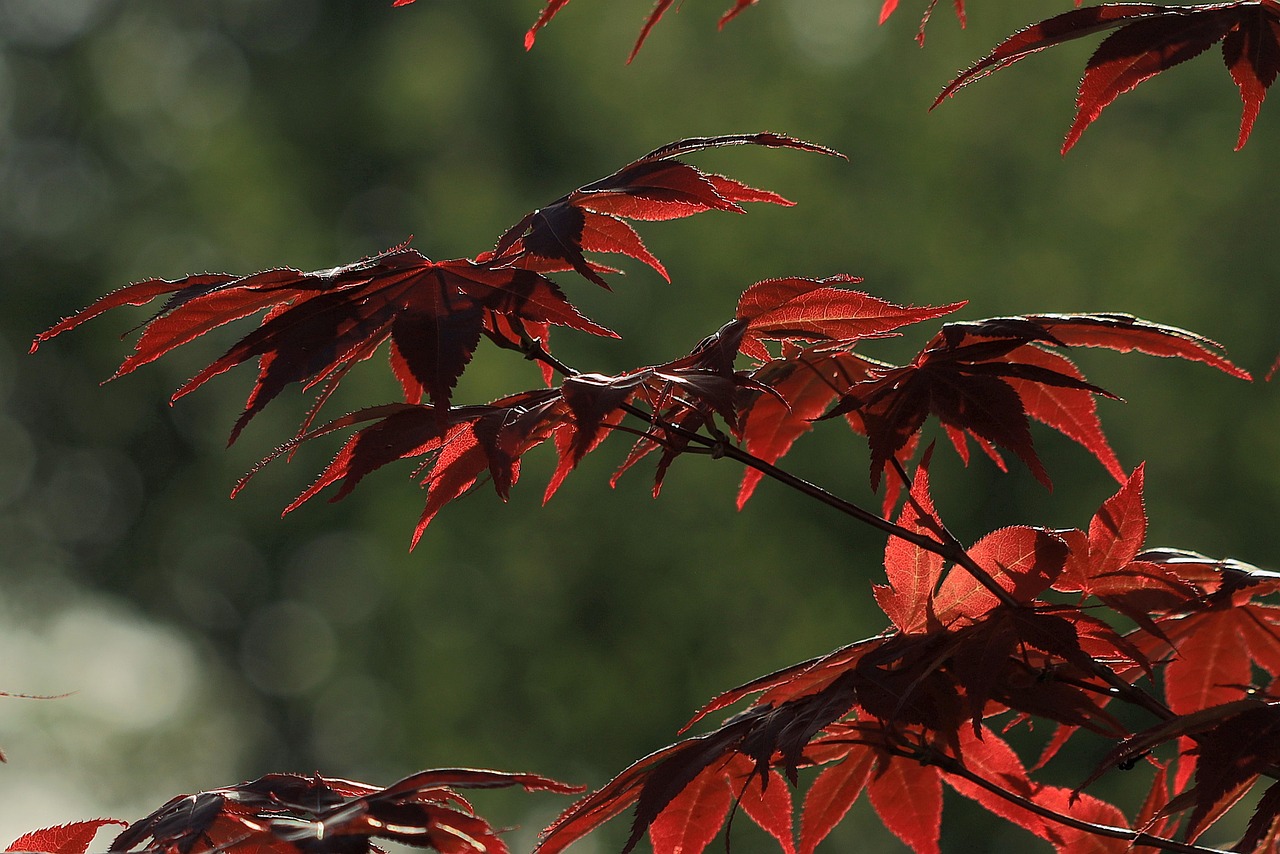 Foglie di acero giapponese bruciato, danneggiate dal sole e dal vento, su sfondo naturale.