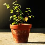 Bicarbonato di sodio in un vaso con piante verdi, simbolo di cura e crescita naturale.