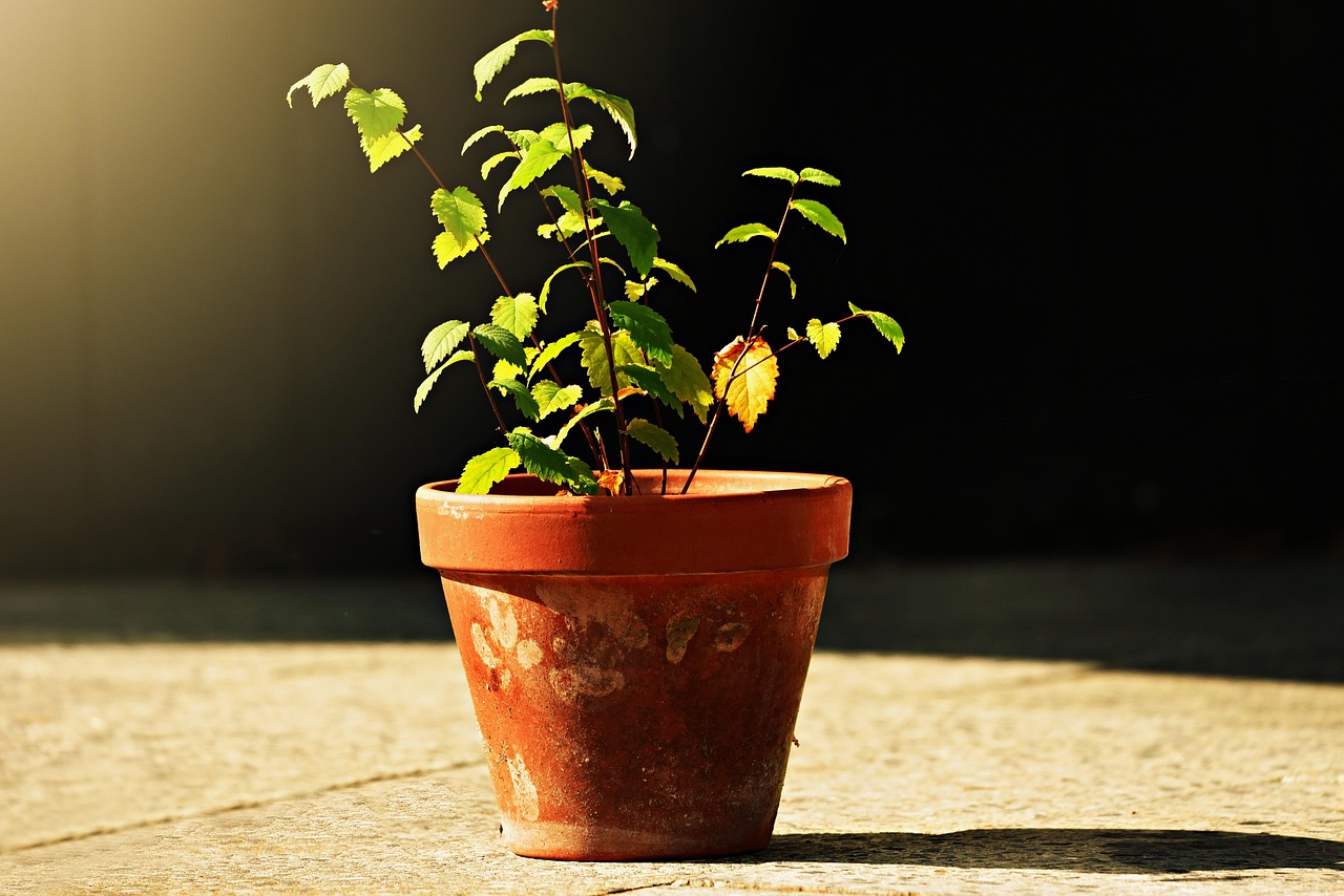 Bicarbonato di sodio versato su piante verdi in un giardino fiorito.