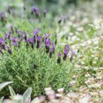 Piante in fiore con colori vivaci in un giardino soleggiato.