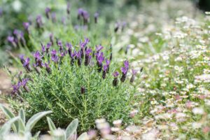 Piante in fiore con colori vivaci in un giardino soleggiato.